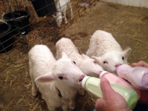 lambs2-300x225